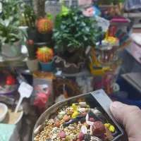 دان طوطی سانان