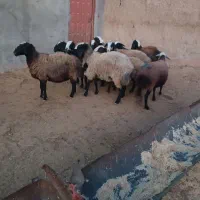 گوسفند شال|حیوانات مزرعه|بشاریات, |دیوار