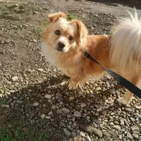 سگ پا کوتاه زیبا و باهوش و دست آموز و حرف گوش کن