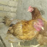 مرغ|حیوانات مزرعه|مرند, |دیوار