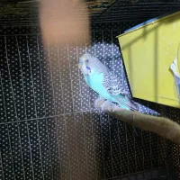 مرغ عشق|پرنده|اراک, |دیوار