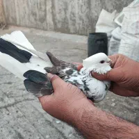 کبوتر