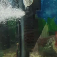 بچه ماهی مولی