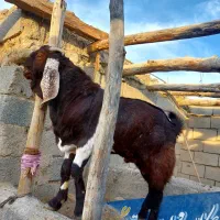 گوسفند|حیوانات مزرعه|سراوان, |دیوار