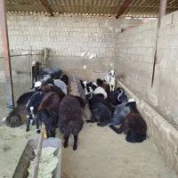 گوشت کهره و بره|خوردنی و آشامیدنی|فسا, |دیوار