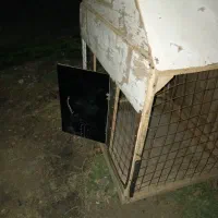 قفس پرنده فروش فوری|لوازم جانبی حیوانات|کوهین, |دیوار