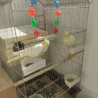 عروس مولد به شرط|پرنده|تهران, درکه|دیوار