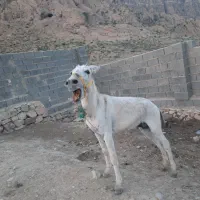 الاغ رمه خرقاطراسب