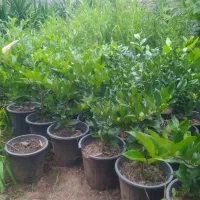 فروش یاس هلندی و پالم