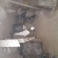 کله طوقی درجه یک وکله سفید