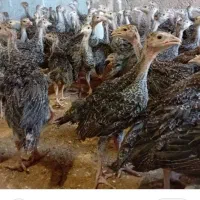 فروش دو عدد بوقلمون سالم واکسن شده