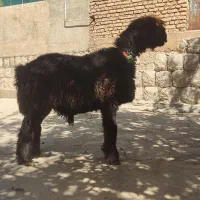 بره تخمی روزگاری|حیوانات مزرعه|کوهرنگ, |دیوار