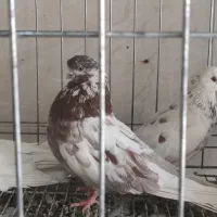 پرنده زینتی|پرنده|بروجن, |دیوار