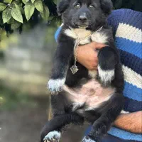 سگ قهدریجانی