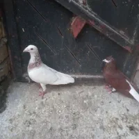کبوتر|پرنده|شیراز, آزادگان|دیوار