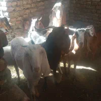 تعدادی بز شیری