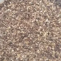 کنجد قهوایی ۱۴۰۴