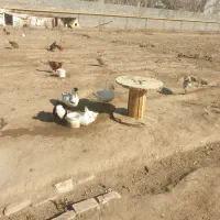 اردک نر و خروس