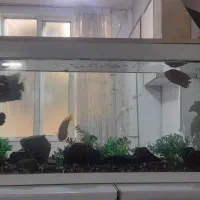 آکواریوم درقرچک|ماهی|قرچک, پارس سرام|دیوار