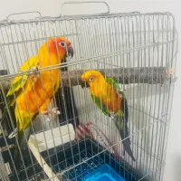 طوطی خورشیدی مولد