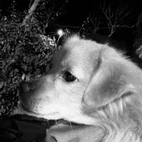 سگ اشپیتز پیدا شده (مبارک اباد )