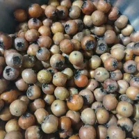 ازگیل تازه چین درشت و ریزتر موجوده|خوردنی و آشامیدنی|شیرگاه, |دیوار