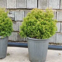 کاج ژانویه سطل ۱۲