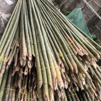 لوله خزران به سایز های مختلف تحویل درب منزل داریم|خدمات باغبانی و درختکاری|تولم شهر, |دیوار