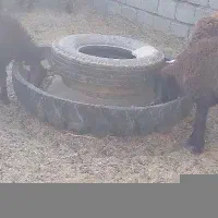 بره نر و ماده ریز