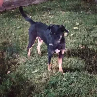 سگ ژرمن شکاری اورجینال