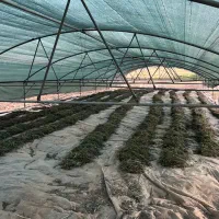 فروش مزرعه گیاه اسطوخدوس