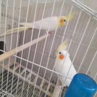 عروس هلندی