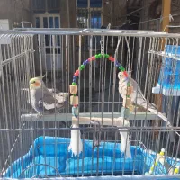 عروس هلندی|پرنده|کامیاران, |دیوار