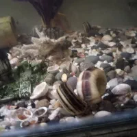 15 عدد حلزون کلمبیایی بالغ