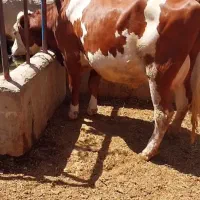 تلیسه سیمینتال