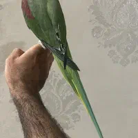 شاه طوطی سخنگو|پرنده|یزد, |دیوار