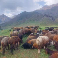 گوسفند(میش بره نرماده بز بزغاله)ارگانیک|حیوانات مزرعه|هشتگرد, خور|دیوار