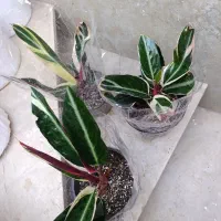 همه دونه ای 100|گل و گیاه طبیعی|نیشابور, شهید بهشتی|دیوار