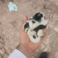 تخم  نطفه دار گلین
