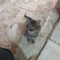 گربه نر|گربه|اقبالیه, |دیوار