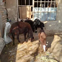 دوتا میش و سه تا بره یکیش دوقلو