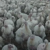 کار مرغداری