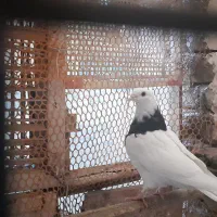 کبوتر طوقی|پرنده|مشهد, عبادی|دیوار