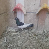 یهودی نر عالی