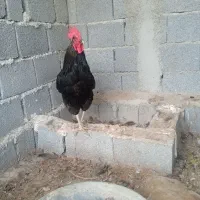 خروس محلی اصل اصل