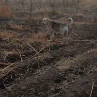 واگزاری ماده گله ای