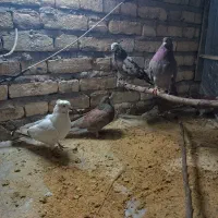 کبوتر غریب گیری دونه 100