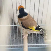 سهره نر بخون|پرنده|ری, علایین|دیوار