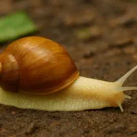 حلزون آچاتینا 5ماه 8سانت