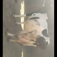 گاوباگوساله ماده|حیوانات مزرعه|شادیان, |دیوار